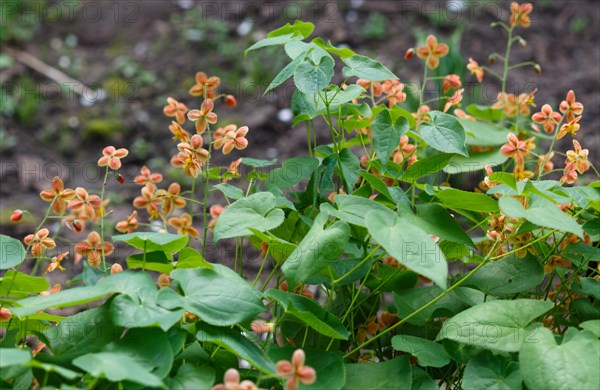 Orange barrenwort (epimedium) flourishing in the garden