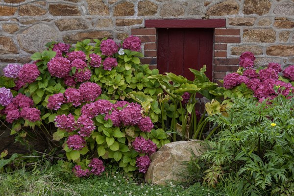 Red hydrangea bushes in front of a red door, Ile de Brehat, Brittany, France, Europe