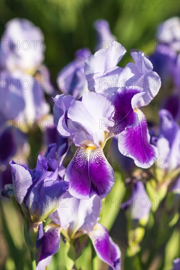 Colorful purple irises in a botanical garden