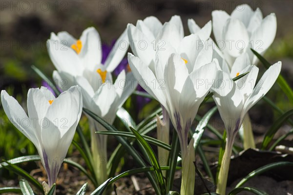 Crocuses blooming in the botanical garden in spring