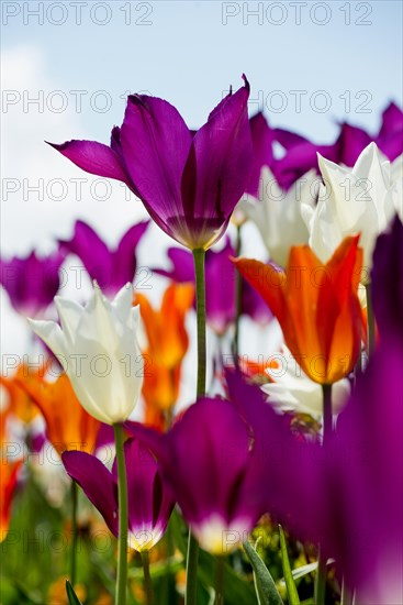 Blooming tulips, lakeside promenade, Ueberlingen, Lake Constance, Baden-Wuerttemberg, Germany, Europe