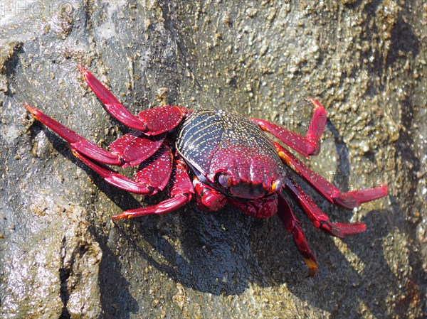 Red rock crab (Grapsus adscensionis) on rock. Puerto de Mogan, Gran Canaria, Spain, Europe