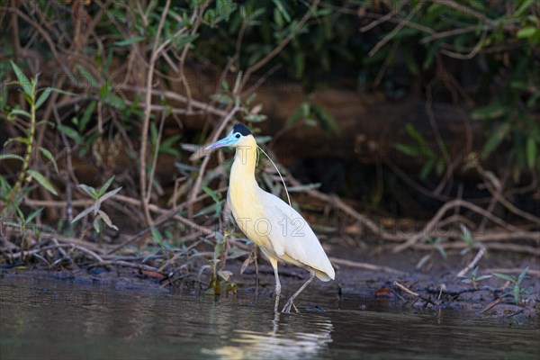 Capped Heron (Pilherodius pileatus) Pantanal Brazil