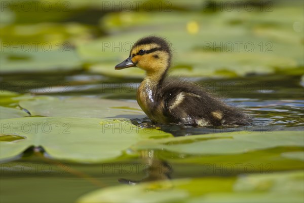 Mallard duck (Anas platyrhynchos) juvenile baby duckling walking on a Water lily plant leaf on a pond, Scotland, United Kingdom, Europe