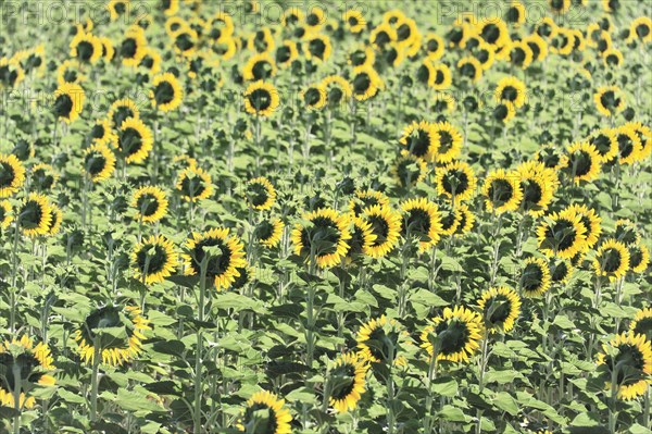 Sunflower field, sunflowers (Helianthus annuus), landscape south of Montepulciano, Tuscany, Italy, Europe