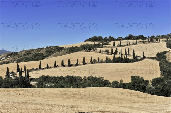 La Foce cypress avenue, Tuscany, Italy, Europe