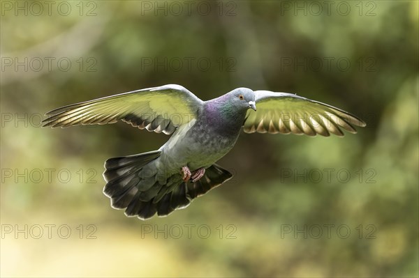 City dove (Columba livia forma domestica) in flight, wildlife, Germany, Europe