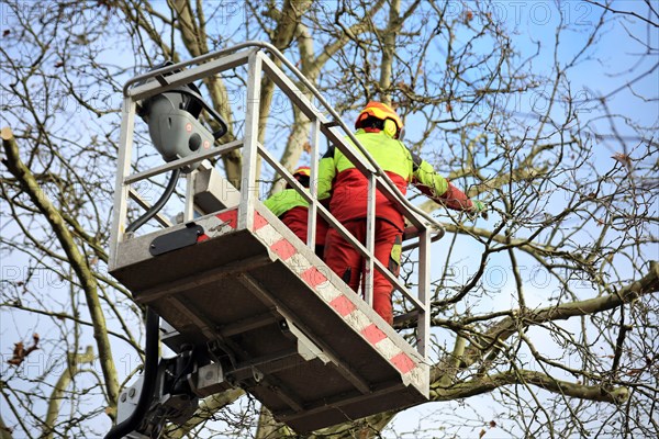 Workers on the work platform pruning or maintaining trees