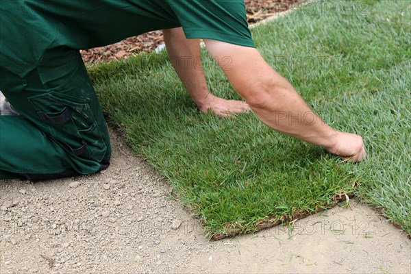 Gardener lays sod