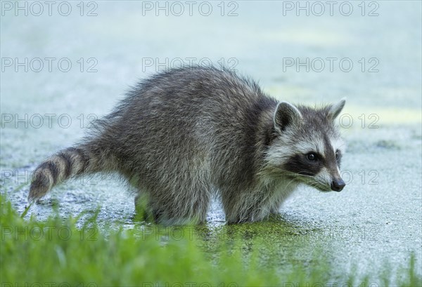 Raccoon (Procyon lotor) standing in water, Germany, Europe