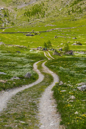 Hiking trail, path, hiking, hike, nature, Alps, outdoor, active holiday, walk, footpath, flower meadow, mountain romance, picturesque, meadow, nature, nature hike, symbolic, journey, holiday, summer holiday, Valais, Switzerland, Europe