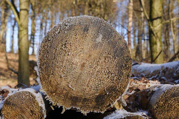 Felled tree trunks, cut surface with hoarfrost, close-up, Arnsberg Forest nature park Park, Sauerland, North Rhine-Westphalia, Germany, Europe