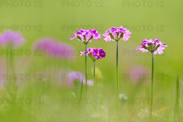 Bird's-eye primrose (Primula Farinosa) on a mountain meadow near Wallgau, Upper Bavaria, Germany, Europe