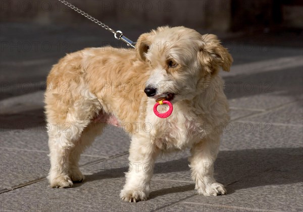 Doggy with a comforter in Santa Cruz de La Palma, La Palma, Canary Islands, Spain, Europe