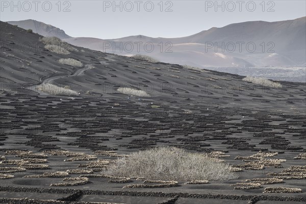 Wine growing in volcanic ash pits protected by dry stone walls, Yaiza, Lanzarote, Canary Islands, Spain, Europe