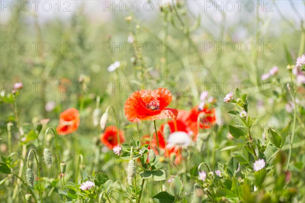 Poppy flowers (Papaver rhoeas), Freising, Upper Bavaria, Bavaria, Germany, Europe