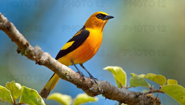 KI generated, animal, animals, bird, birds, biotope, habitat, one, individual, blue sky, foraging, wildlife, summer, seasons, eurasian golden orioles (Oriolus oriolus), oriole, tree, branch