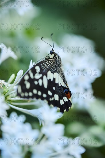 Lime butterfly (Papilio demoleus) sitting on a flower, Germany, Europe