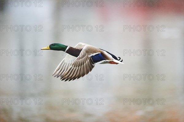 Wild duck (Anas platyrhynchos) male starting from a lake, flying, Bavaria, Germany, Europe