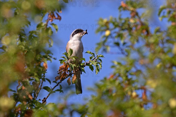 Lesser grey shrike (Lanius minor) with prey in its beak, Dobruja, Bulgaria, Europe