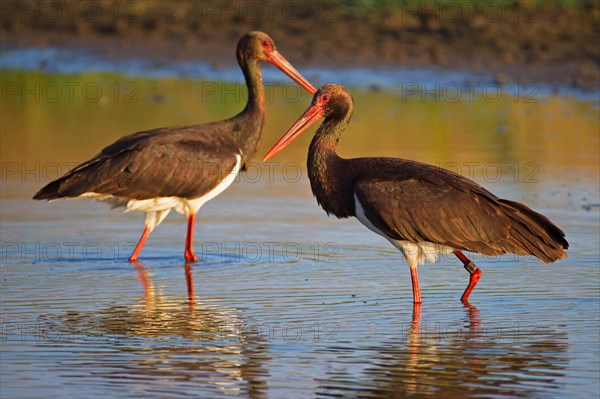 Black stork (Ciconia nigra), adult birds, Mecklenburg-Western Pomerania, Germany, Europe