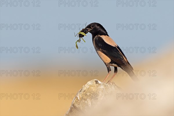 Roseate Starling (Pastor roseus), adult bird with mulberries and praying mantis (Mantis religiosa) in its beak, Dobruja, Romania, Europe