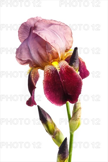 Beautiful multicolored iris flower isolated in white. Close up