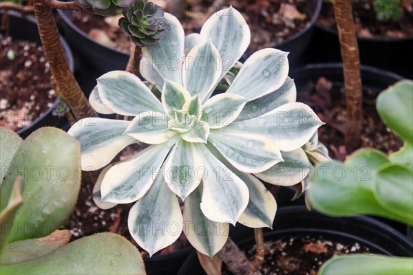 Various types of succulent in flower pots in the greenhouse. Closeup, selective focus