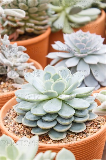 Various types of succulent in flower pots in the greenhouse. Closeup, selective focus