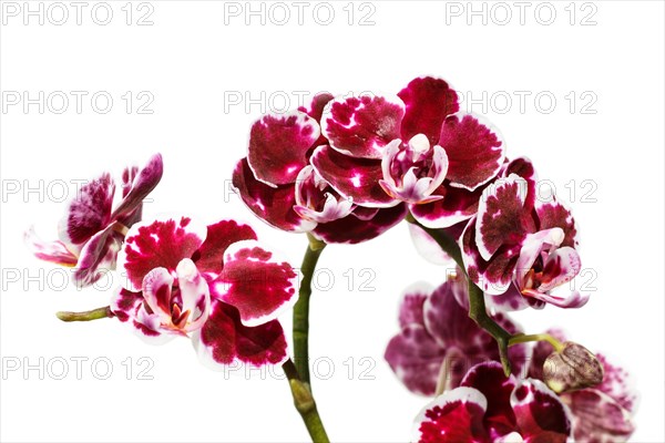 Beautiful orchids of different colors on white and grey background. Phalaenopsis hybrids. Close up