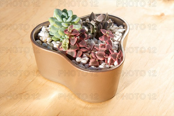 Small succulents in a ceramic pot on a wooden background