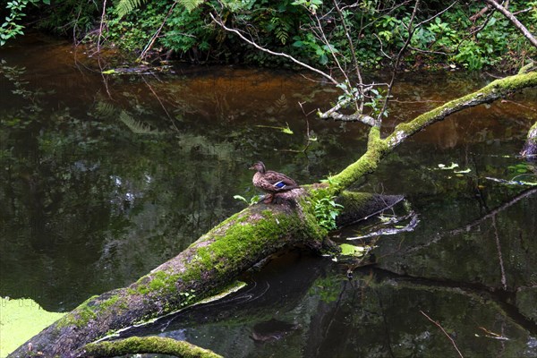 A duck sitting on a tree that fell into a river. The city park of Druskininkai. Lithuania