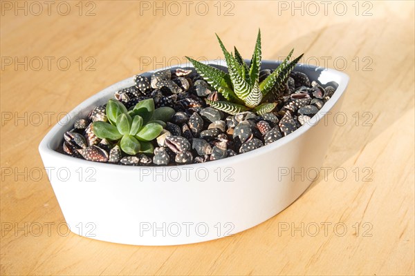 Small succulents in a ceramic pot on a wooden background