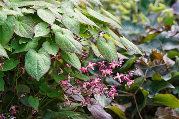 Purple barrenwort (epimedium) flourishing in the garden