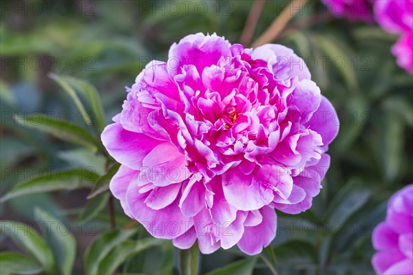 Pink peony flower in a botanical garden