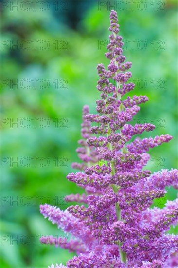 Astilbe blooming in the garden in summer