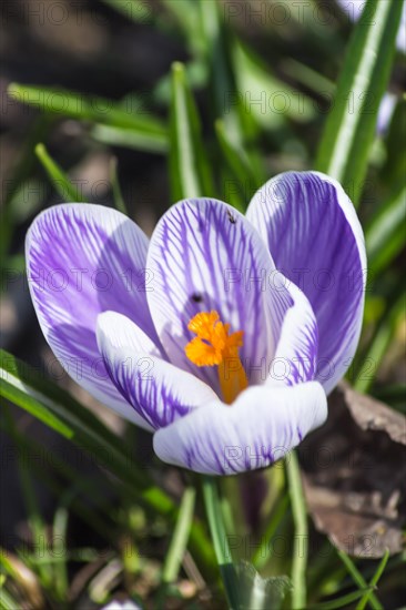 Crocuses blooming in the botanical garden in spring