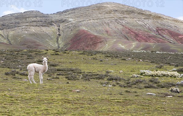 Alpaca (Vicugna pacos) standing in a meadow in the Andean highlands, behind the Cordillera de Colores or Rainbow Mountains in Palccoyo, Checacupe district, Canchis province, Cusco region, Peru, South America