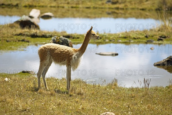 Vicuna or vicuna (Vicugna vicugna) at a waterhole in the Andean highlands, Andahuaylas, Apurimac. region, Peru, South America