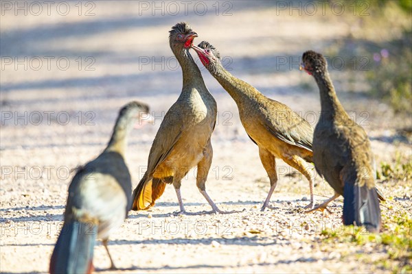 Chaco chachalaca (Ortalis canicollis) Pantanal Brazil