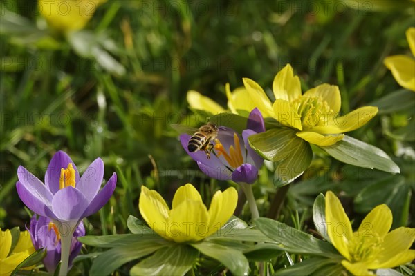 Crocuses and winter aconites (Eranthis hyemalis), February, Germany, Europe