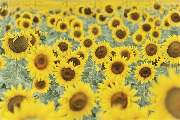 Sunflower field, sunflowers (Helianthus annuus), landscape south of Montepulciano, Tuscany, Italy, Europe