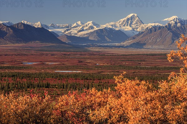 Autumn coloured tundra in front of mountains, Denali Highway, Alaska Range, Alaska, USA, North America