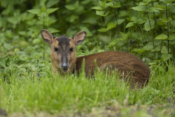 Muntjac deer (Muntiacus reevesi) adult sitting in grassland, Norfolk, England, United Kingdom, Europe