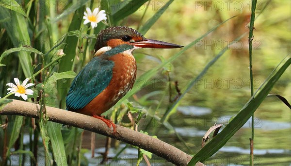 KI generated, animal, animals, bird, birds, biotope, habitat, a, individual, water, perch, reeds, water lilies, blue sky, foraging, wildlife, summer, seasons, white-throated kingfisher (Halcyon smyrnensis)