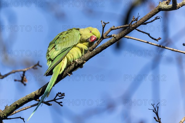 Rose-ringed parakeet (Psittacula krameri) on a branch, wildlife, Germany, Europe