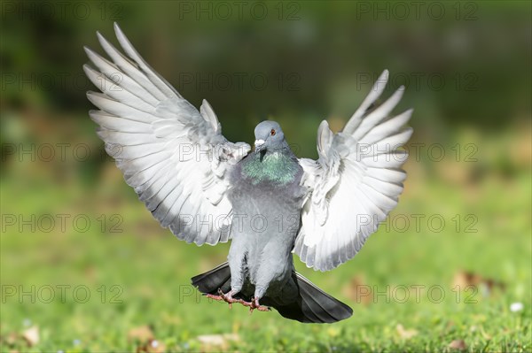 City dove (Columba livia forma domestica) in flight, wildlife, Germany, Europe