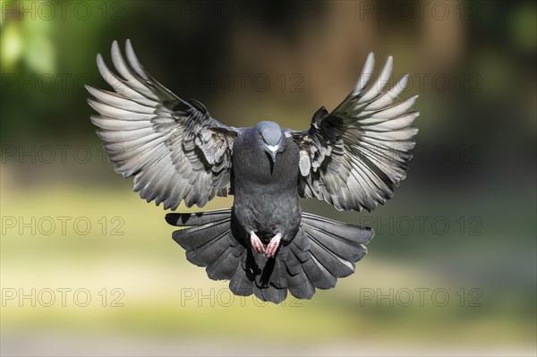 City dove (Columba livia forma domestica) in flight, wildlife, Germany, Europe