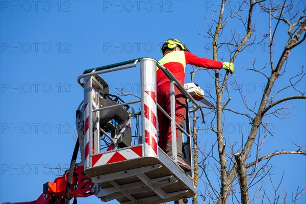 Man on the work platform pruning trees