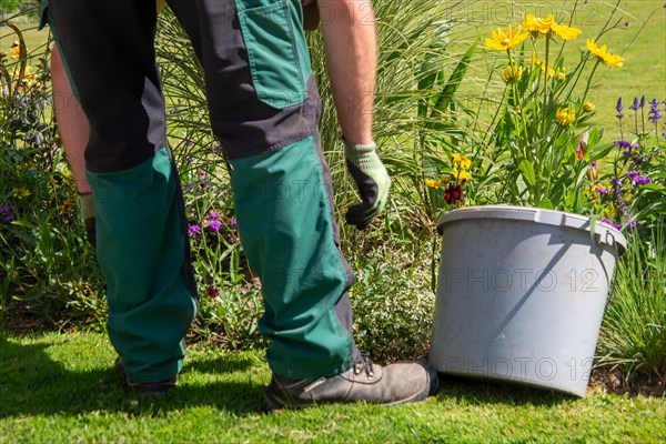 Landscape gardener gardening in the flower bed